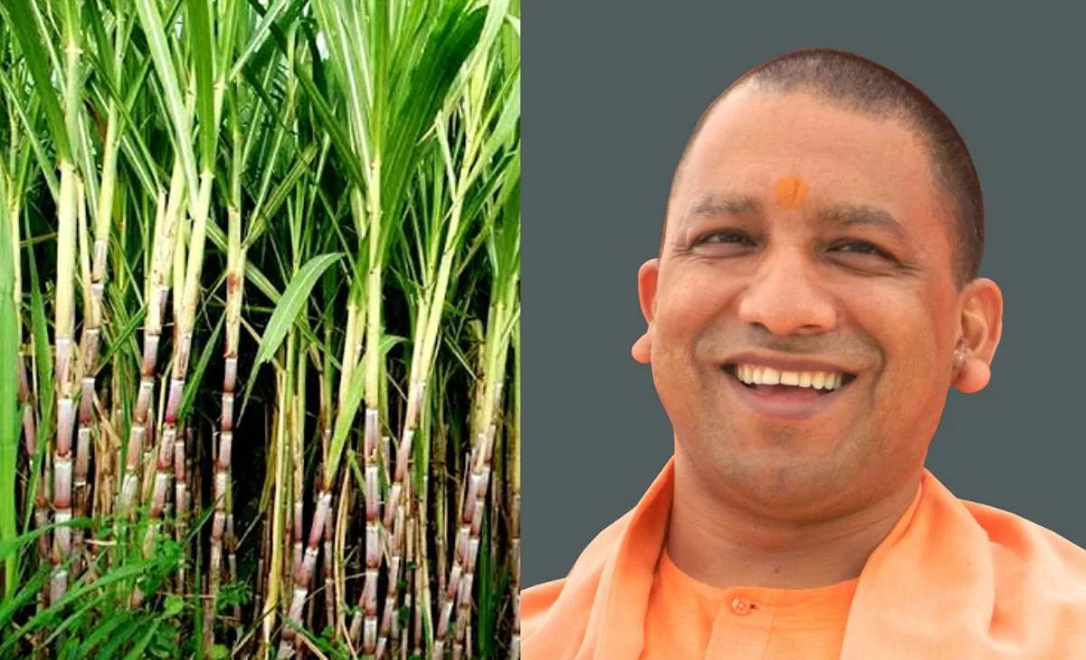 Sugar Sector