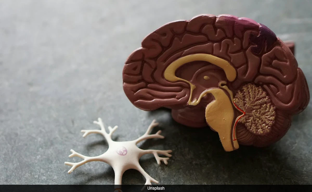 Healthy Brain