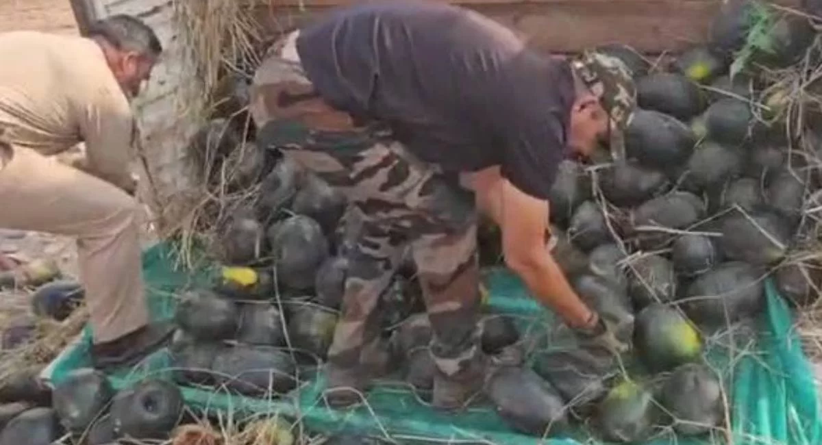 Animal Smuggling
