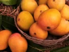 Indian mango export