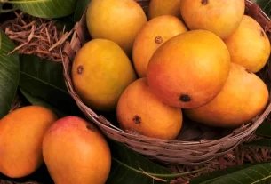Indian mango export