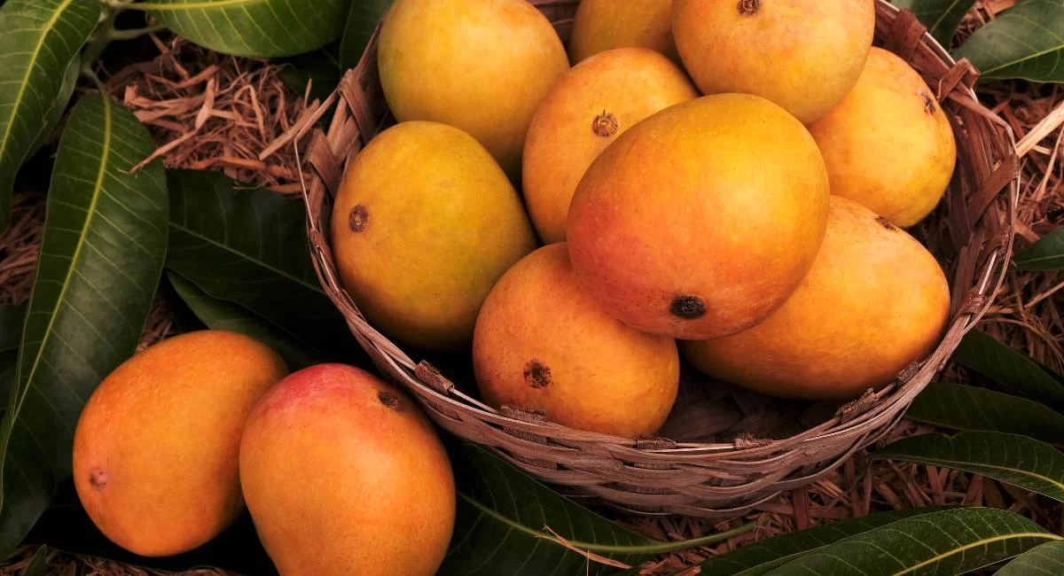 Indian mango export