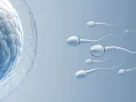 Male Fertility