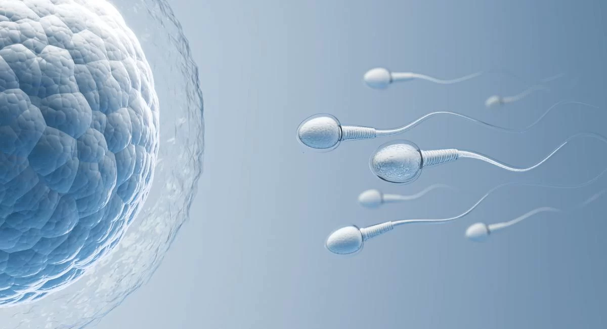 Male Fertility