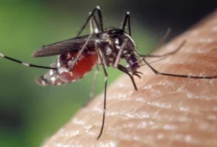 Mosquito Get Rid Hacks