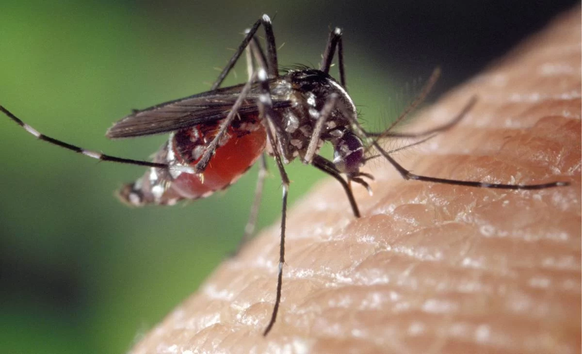 Mosquito Get Rid Hacks