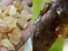 Tragacanth Gum