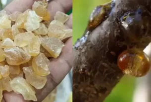 Tragacanth Gum