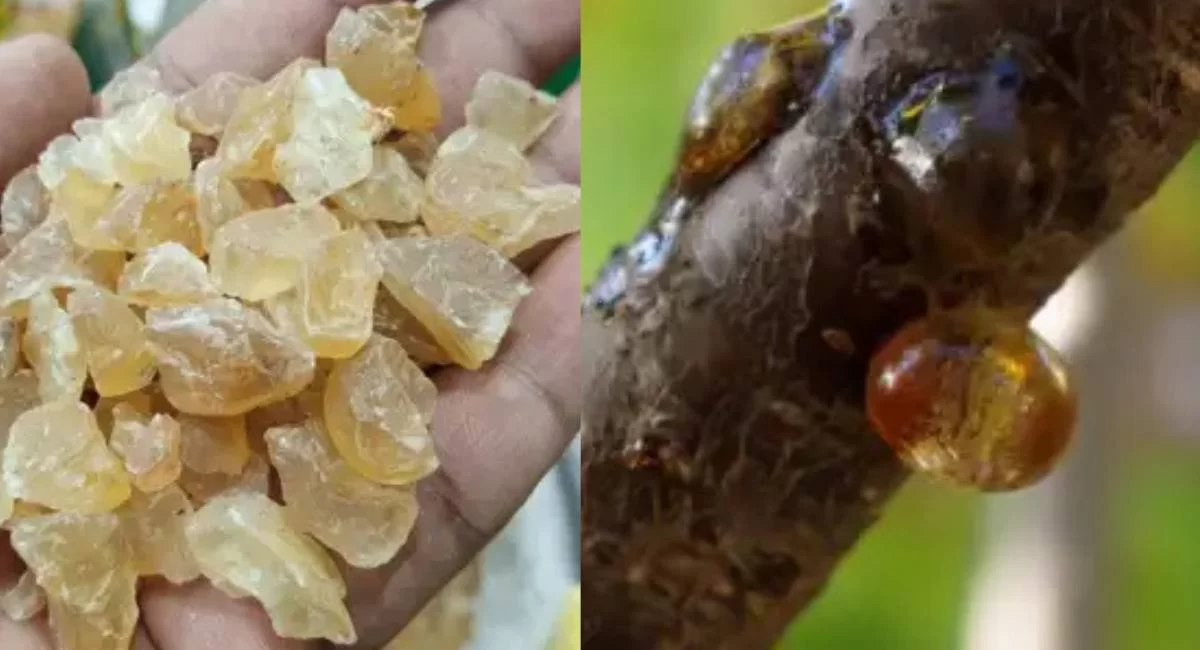 Tragacanth Gum