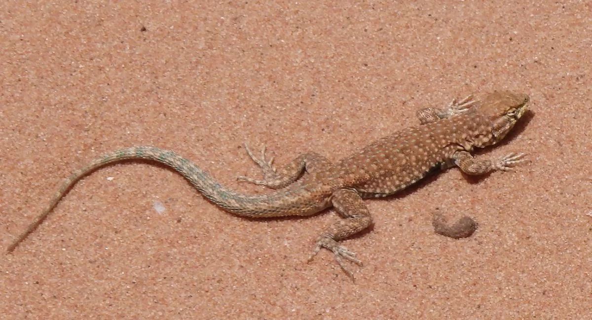 Chipkali Bhagane ka tarika