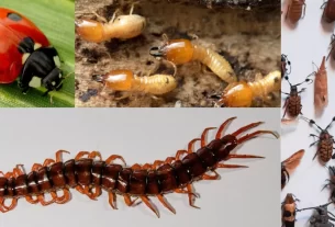 Homemade Spray For Rainy Insects