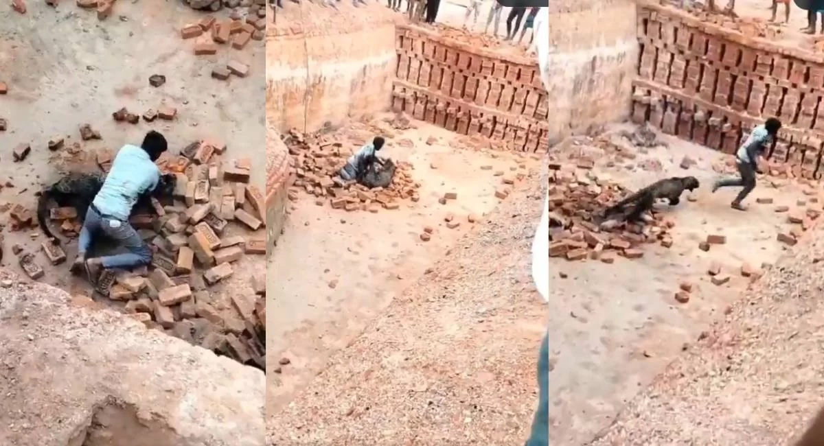 जान बचाने को तेंदुए से भिड़ गया मजदूर: जंगल में गूंजे चीख-पुकार, पूरे गांव ने देखा मौत से वापसी का रोमांचक मंजर!