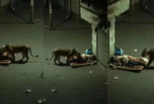 Lioness on street at night