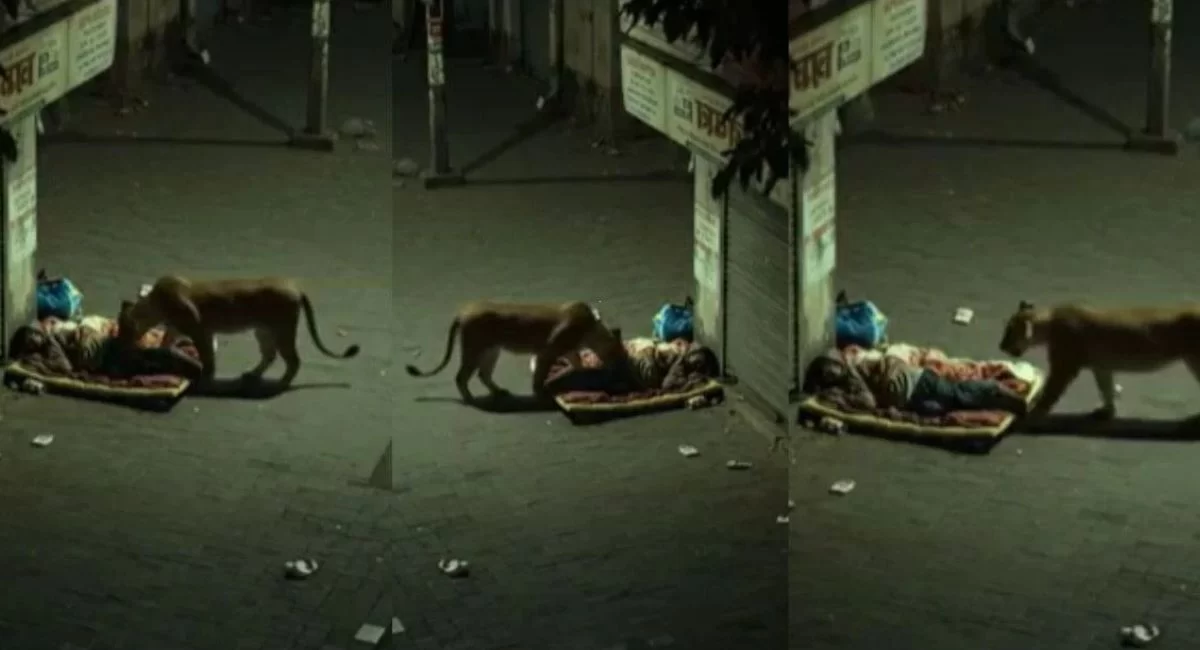 Lioness on street at night