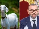 Morocco Goat Ban