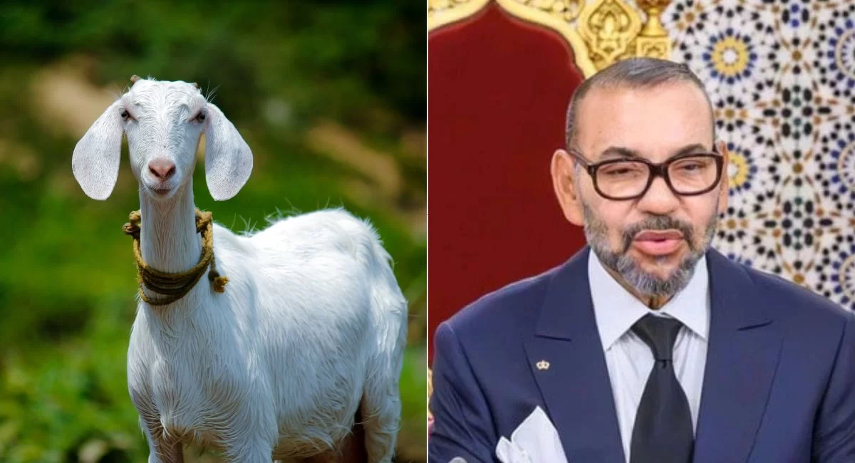 Morocco Goat Ban