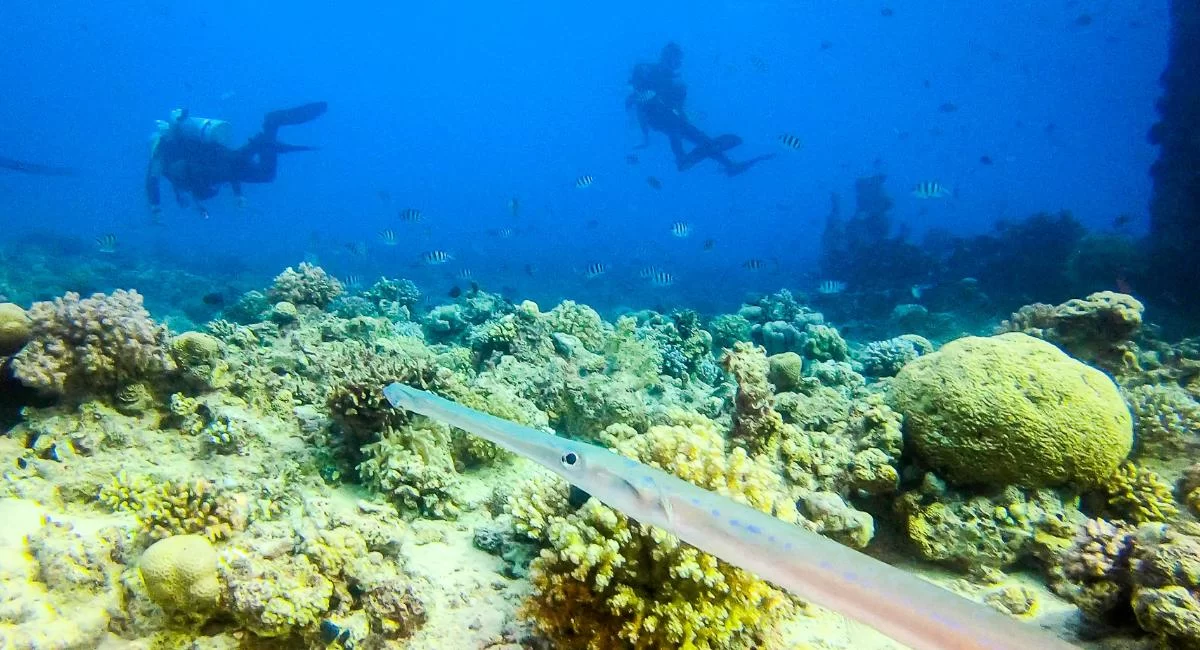 Oarfish