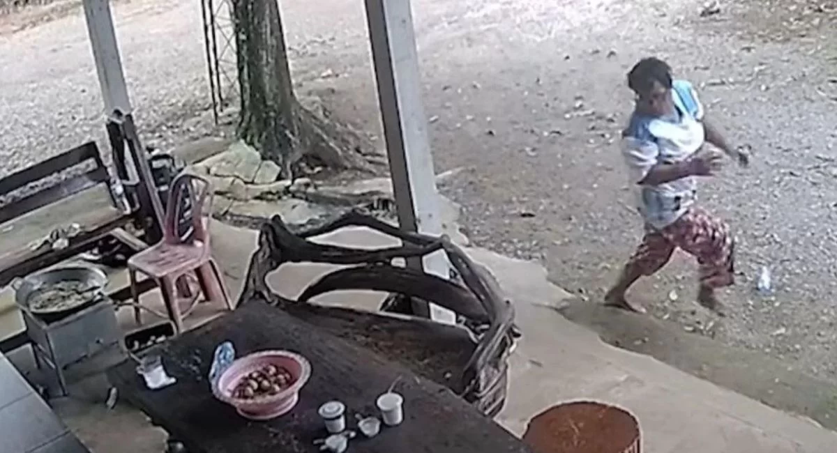 Snake attack video