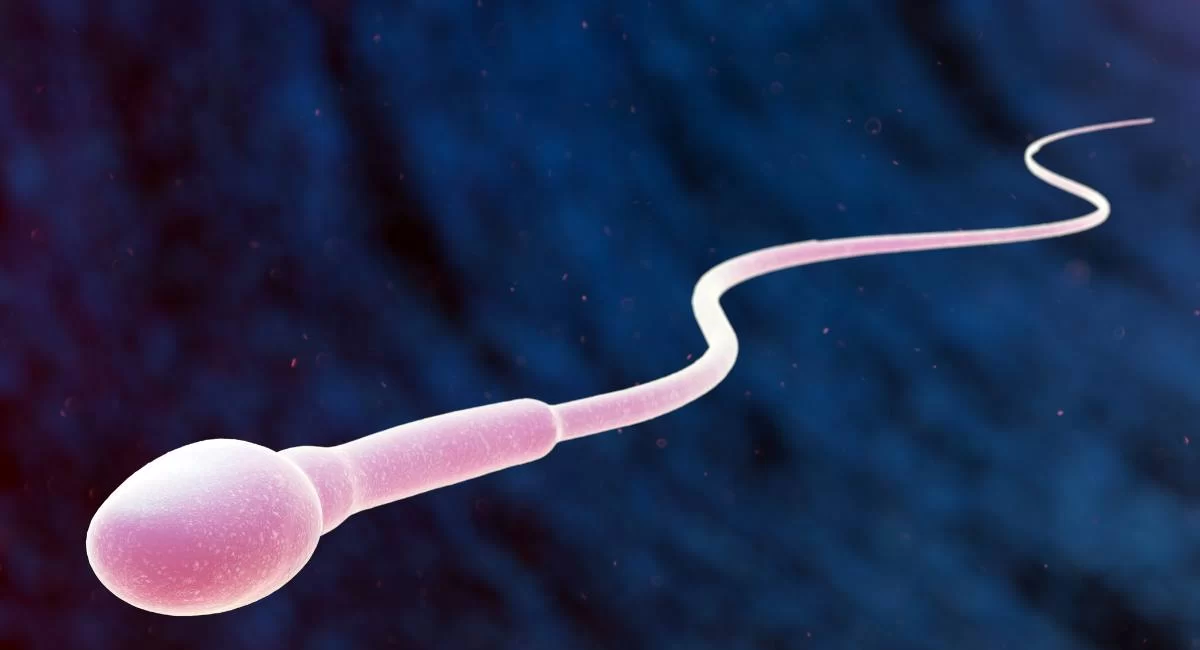 Sperm motion