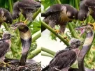 King Cobra