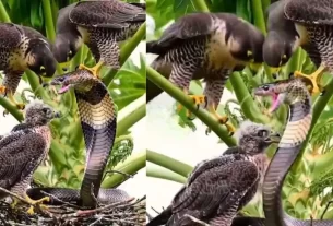 King Cobra
