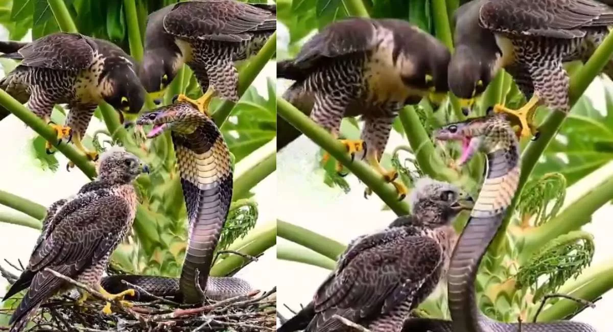 King Cobra