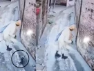 Animal Cruelty