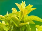 Guava Leaves