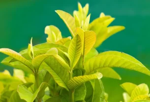 Guava Leaves