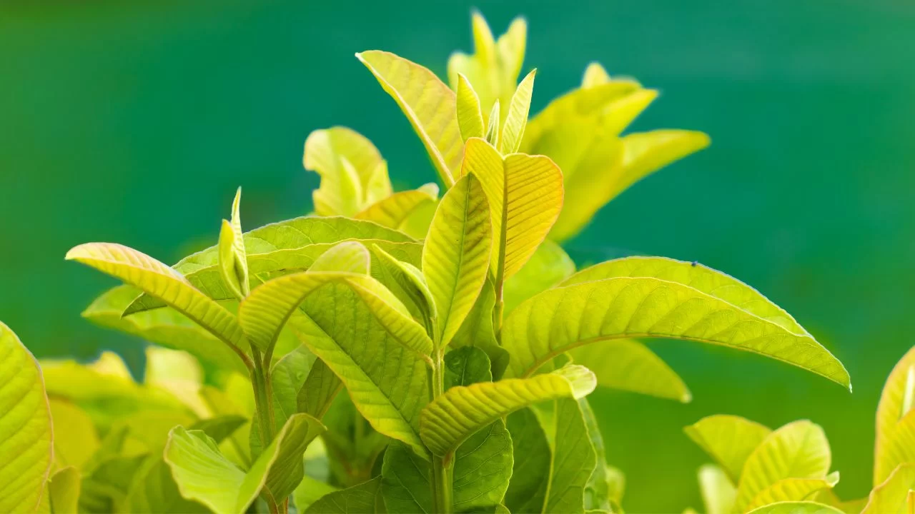 Guava Leaves