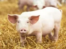  pig hatred