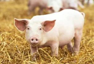  pig hatred
